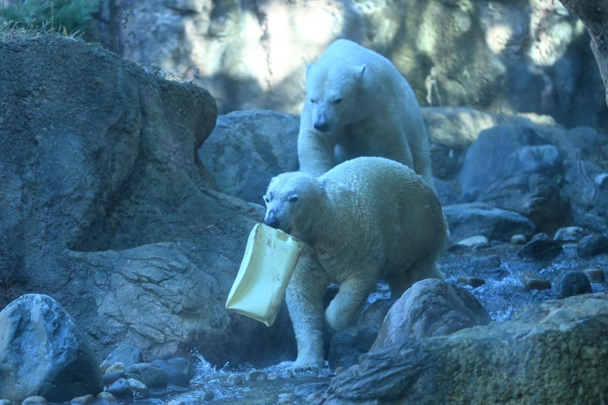 ホッキョクグマの展示変更のお知らせ|お知らせ|よこはま動物園